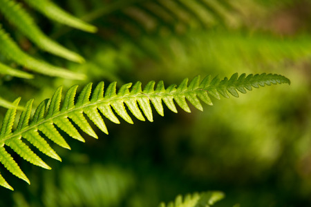 Close up of fern leafの写真素材