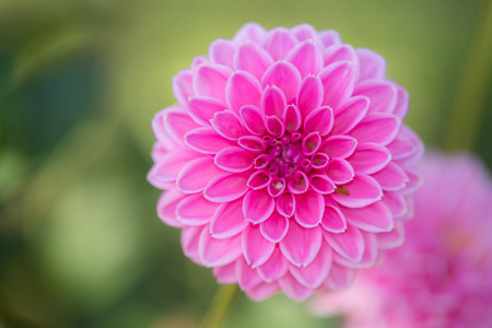Close up of Pink Dahlia flowers on blurry backgroundの写真素材