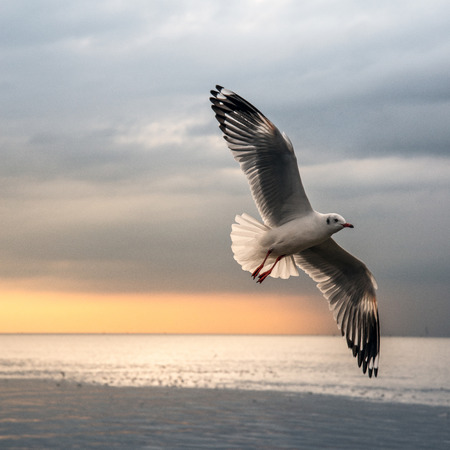 flying seagulls in actionの写真素材