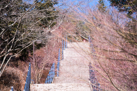 Gate to Chureito Pagoda in Winter, Fujiyoshida, Japan