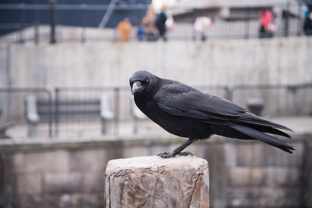 raven sitting on a stone. focus on head.の写真素材