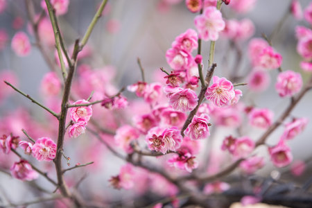Pink Sakura flower blooming.