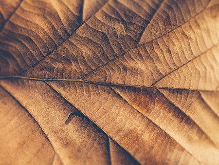 dry leaf on textured paper (filter effect used)の写真素材
