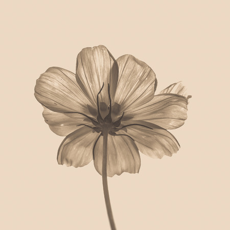 Pink flower of cosmos (filter effect used)の写真素材