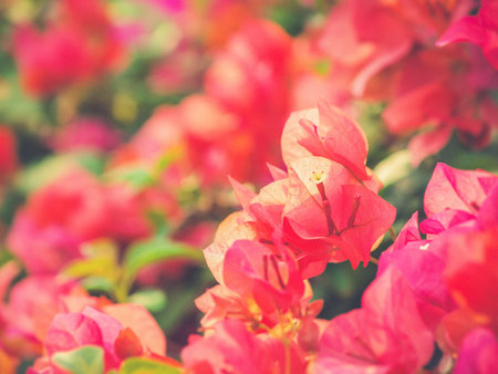 image of bright Bougainvillea (Vintage filter effect used)の写真素材