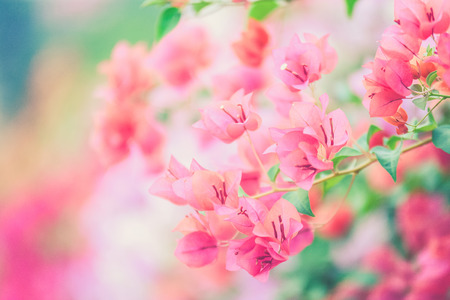 Bougainvillea blooms in the garden, soft focus (Vintage filter effect used)の写真素材