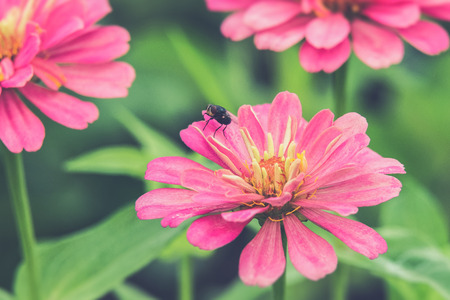 Hover flies on pink Zinnia (Vintage filter effect used)の写真素材