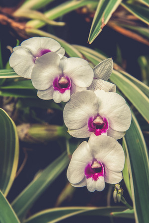 White dendrobium orchid flower (Vintage filter effect used)の写真素材