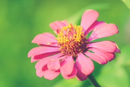 pink Zinnia (Vintage filter effect used)の写真素材