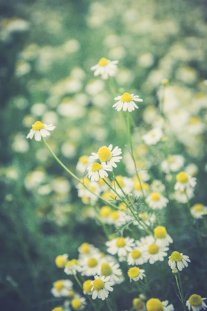 An image of a beautiful daisy flowers  Filtered Images (Vintage filter effect used)の写真素材