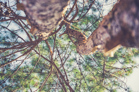 Beautiful green pine tree background (Vintage filter effect used)の写真素材