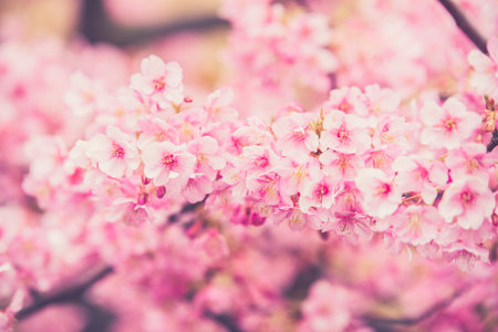 Pink Sakura flower blooming.