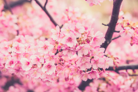 Pink Sakura flower blooming.
