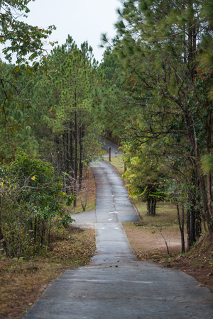 Walk way among pine forests at Ban Wat Chan Royal Project Development Center ,Chiang Maiの写真素材