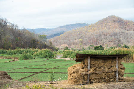 Mountain view with rice field and haystack in the barn.の写真素材