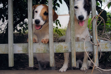 Puppy cute puppy dog fence Island の写真素材