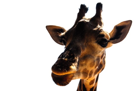 Giraffeの写真素材
