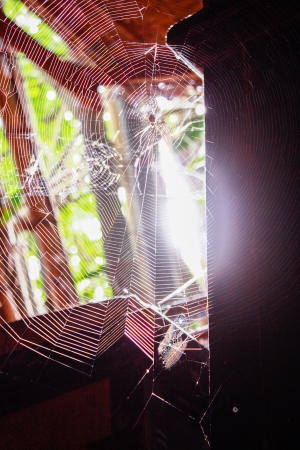 Spider web  の写真素材