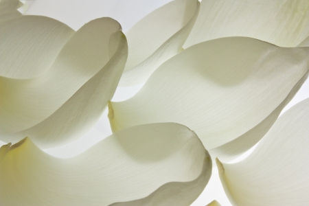 White lotusの写真素材