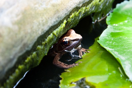 Tree Frogの写真素材
