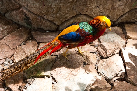 Lorikeet Profileの写真素材