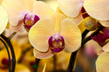Vanda orchid species yellowの写真素材