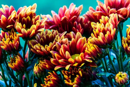 Chrysanthemum  background の写真素材