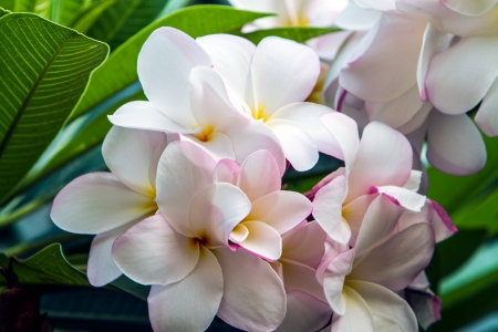 Plumeria in Thailandの写真素材