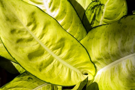 closeup of a giant caladium leaf throught the tropical sunlight, ko surin island, Thailand, andaman seaの写真素材