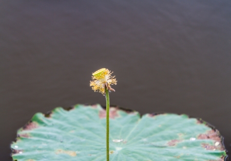 Old lotus leavesの写真素材
