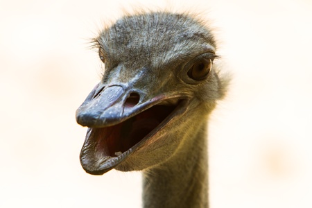 Young Happy Ostrich  From zoo in thailandの写真素材