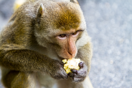 One monkey sits on the tree and eats bananaの写真素材