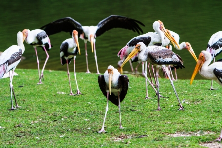 wildlife , painted stork bird in swampの写真素材