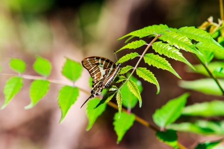 Butterfly on leaf の写真素材