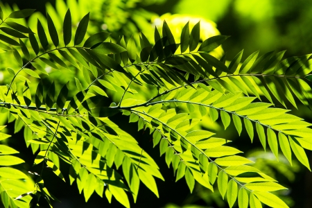 Sun beams and green leaves の写真素材