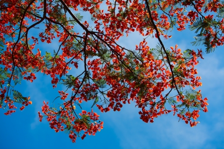 Peacock flowers on poinciana treeの写真素材