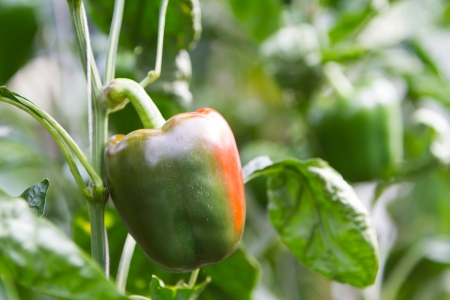 Green bell peppers in the garden release toxinsの写真素材
