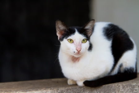 Portrait of Thai white cat, Thailandの写真素材