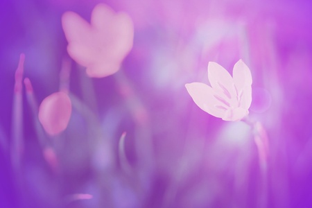 Colorful flower in soft color soft focus and blur background in color tone pastel bright.の素材