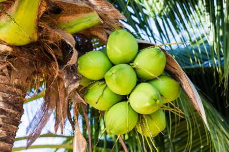 Green coconut Fruit