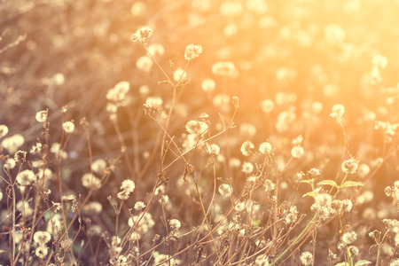 meadow in warm summerの写真素材