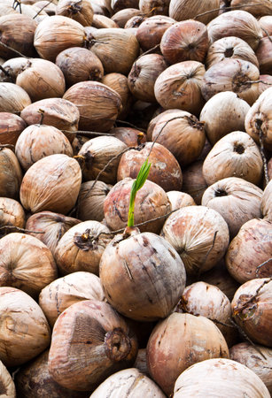 Coconuts