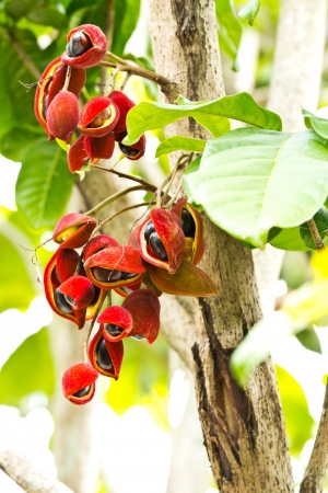 Chestnutsの写真素材