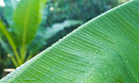 Dew drops on banana leafの写真素材