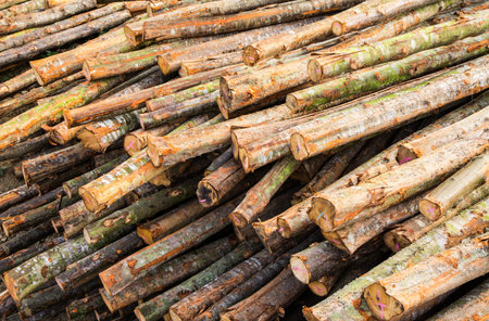 Stacked Wood Logs With Pine 