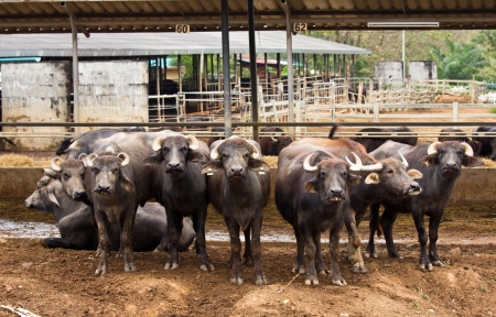 Dairy buffalo in farmの写真素材