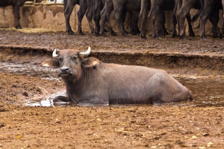 Dairy buffalo in farmの写真素材