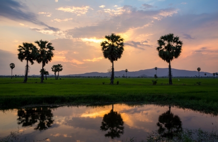 Beautiful sunset over cornfieldの写真素材