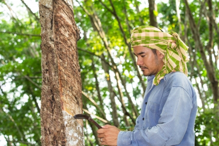 Asian man cutting rubber treeの写真素材