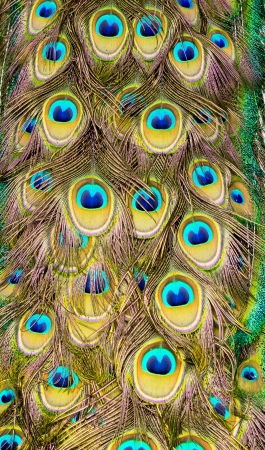 Peacock featherの写真素材